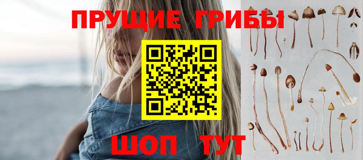 Галлюциногенные грибы Psilocybe Котовск